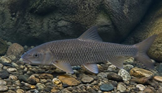 ニゴイングを本気で考えてみる。ニゴイはゲームフィッシングの対象魚としてかなり優秀だと思う